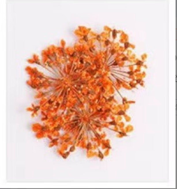 Cute Dainty Dried Flowers for Nail Art, Crafting