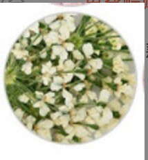 Cute Dainty Dried Flowers for Nail Art, Crafting