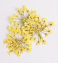 Cute Dainty Dried Flowers for Nail Art, Crafting
