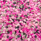 Pink Brown Peppermint Polymer Clay Sprinkles Mix (NOT EDIBLE) D3-07