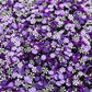 Purple and Black Peppermint Polymer Clay Sprinkle Mix (NOT EDIBLE) D6-27