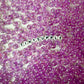 6MM/8MM AB Lilac Acrylic Iridescent Beads