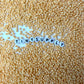 3MM Frosted Pastel Orange 8/0 Glass Seed Beads (S048-018) D41-29
