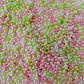 Mixed No Hole Green Pink Pearls (1.5mm-5mm; NOT EDIBLE) D12-23