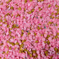 Pink Peppermint Gingerbread Polymer Clay Sprinkle Mix (NOT EDIBLE) D51-10