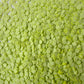 5MM Light Green Limes, Fruit Themed Polymer Clay Sprinkle (NOT EDIBLE) D58-30