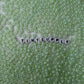 5MM Pearlescent Pastel Green, Donut Glass Seed Bead (MK323-02)
